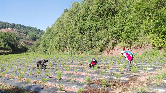 工作党支部成员在查看澳洲油茶树长势.jpg 工作党支部成员在查看澳洲油茶树长势.jpg