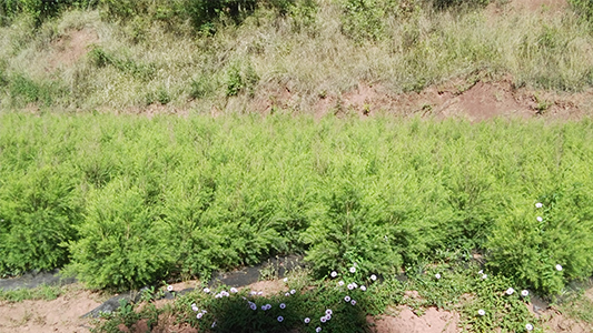 受霜冻后重新发出的澳洲油茶树(一).jpg 受霜冻后重新发出的澳洲油茶树(一).jpg