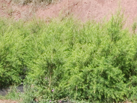 受霜冻后重新发出的澳洲油茶树(二).jpg 受霜冻后重新发出的澳洲油茶树(二).jpg