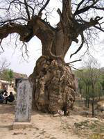 石楼12.png 石楼12.png