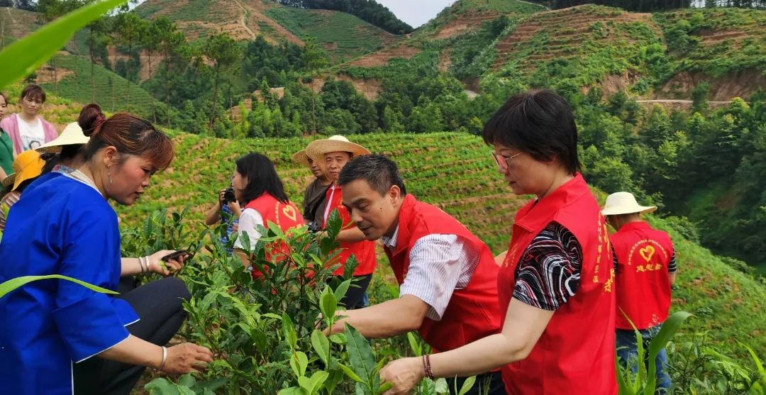 2021年现场指导三江县幼龄茶园管理.jpg