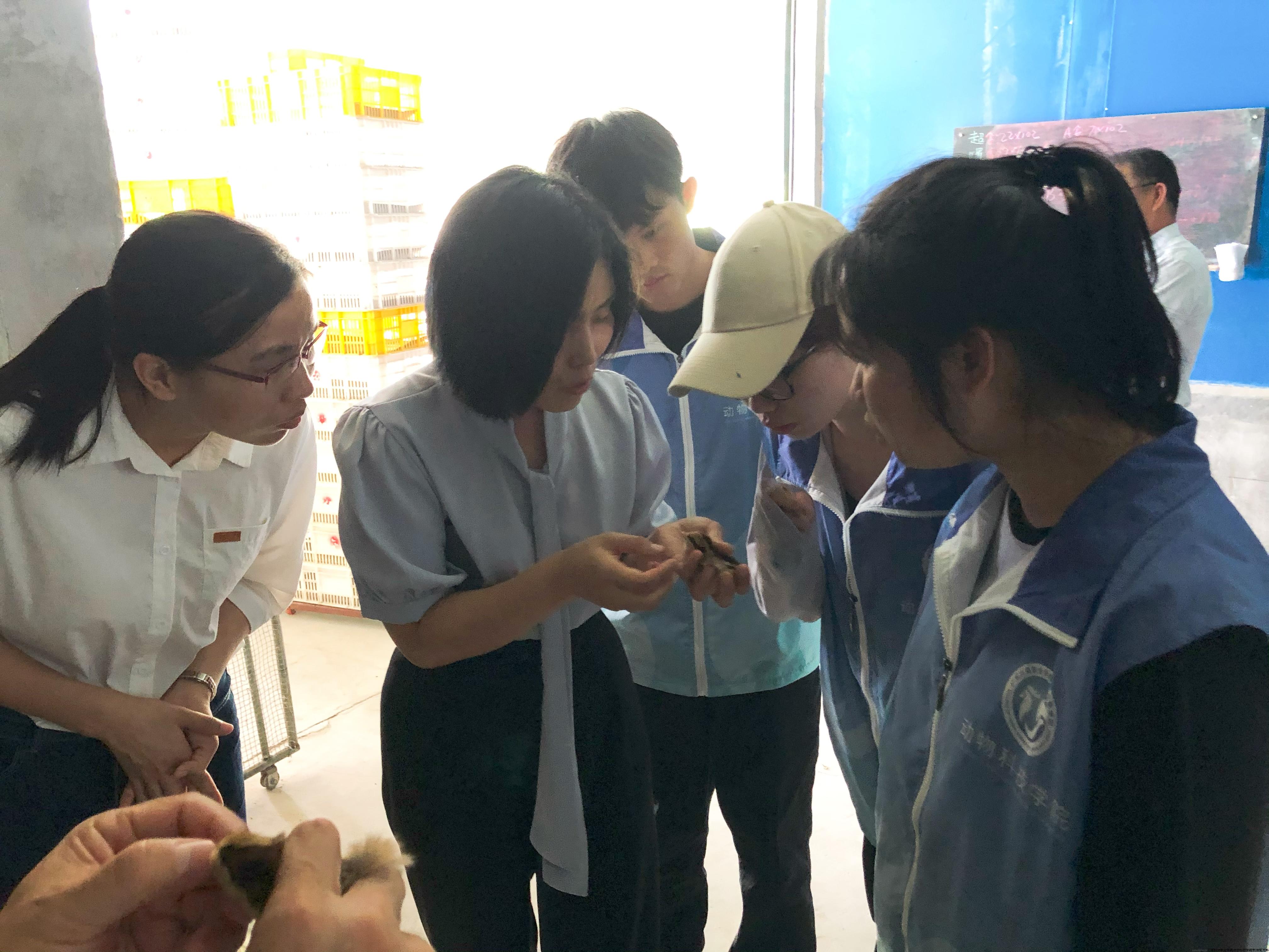 团队中博士党员为村镇肉鸡养殖户进行养殖技术指导.jpg 团队中博士党员为村镇肉鸡养殖户进行养殖技术指导.jpg