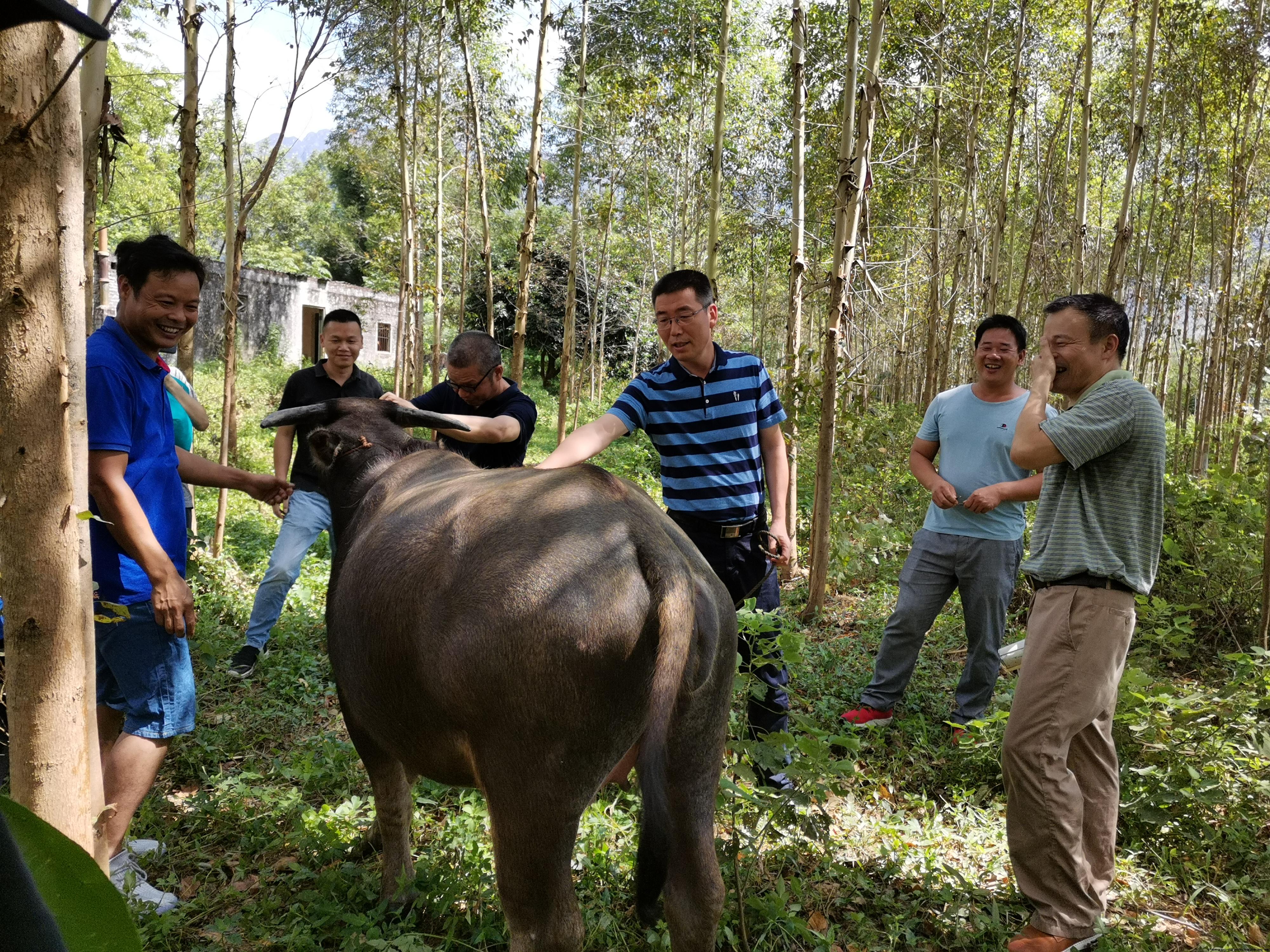 图3 团队对清远市佛岗县石铺村水牛养殖业进行指导.jpg 图3 团队对清远市佛岗县石铺村水牛养殖业进行指导.jpg